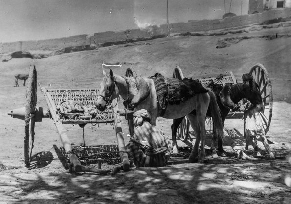 1900 Donkey Arabas