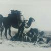 1900 Gyzyl-Gum Camels