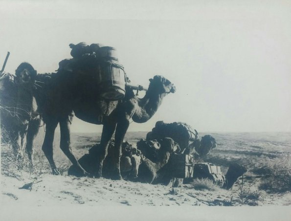 1900 Gyzyl-Gum Camels