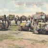 1900 Samarkand Camels
