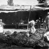 1900 Tashkent Grapes Market