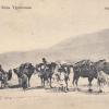 1910 Kyrgyzs Moving, Camels