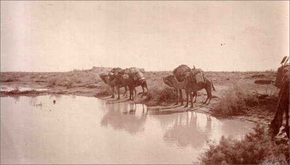 1914 Верблюды у водопоя. Фото Веры Никитиной с сайта «Пермская трибуна» (2) - Copy