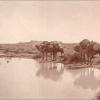 1914 Верблюды у водопоя. Фото Веры Никитиной с сайта «Пермская трибуна» (2)