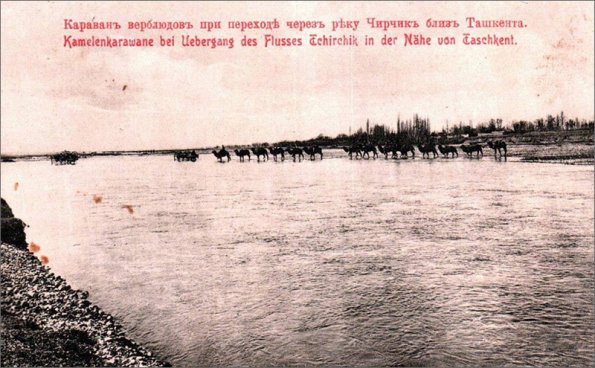 1914 Караван верблюдов близ Ташкента. Фото с сайта «Пермская трибуна»
