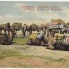 1915 Самаркандская Обл Караван Верблюды Отдыхают