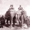 1920 Bukhar Emirs Elephants 1920