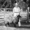 1946 Bill Davis with full grown Karakul Sheep in Irvine Florida 1946
