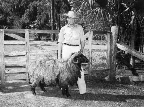 1946 Bill Davis with full grown Karakul Sheep in Irvine Florida 1946
