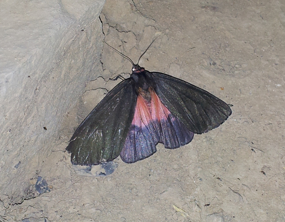 Бабочка Ночная Размах Крыльев 8 см Помогите Назвать