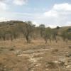 Almond Trees Planted on Very Hot Spots of Hills above Ayi Dere