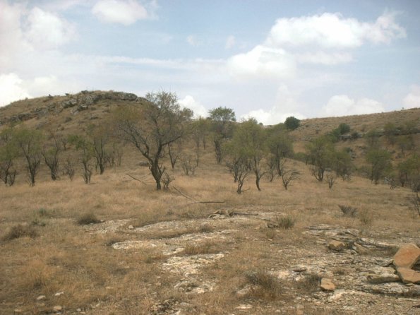 Almond Trees Planted on Very Hot Spots of Hills above Ayi Dere