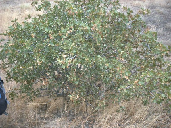 Pistachio Tree above Ayi Dere